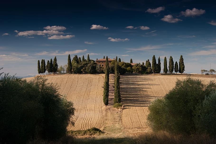 A hillside villa in Spain with cypress trees lined up and vineyard fields on both sides