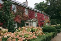 A rustic building covered in crawling ivy plants in Kildare during an autumn intimate wedding in Ireland