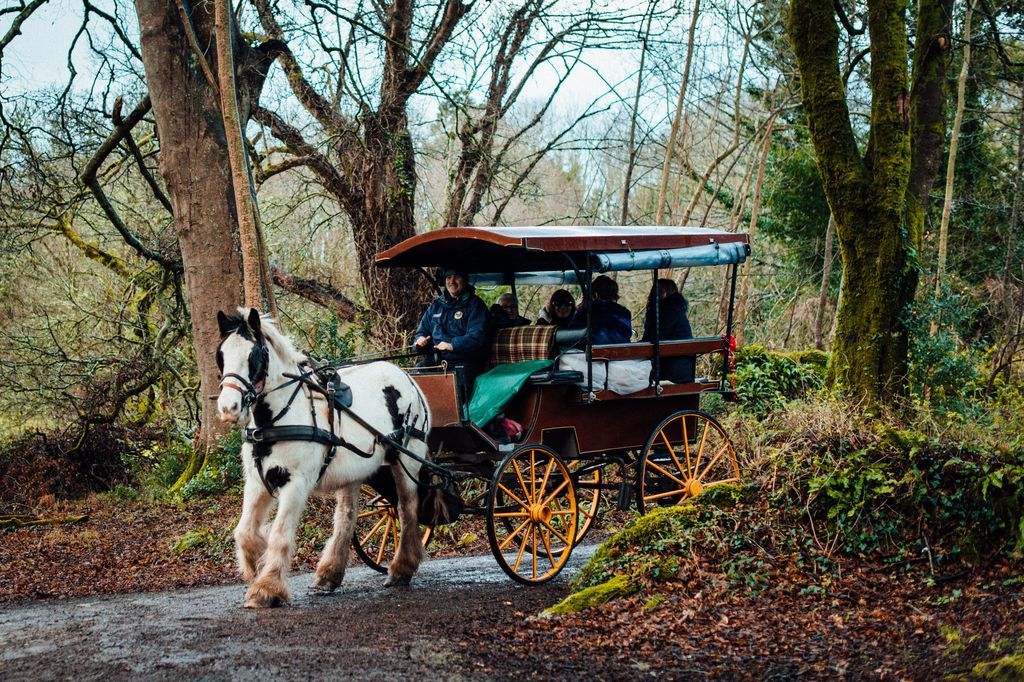 A group od people riding a horse carriage amidst a forest in Ireland