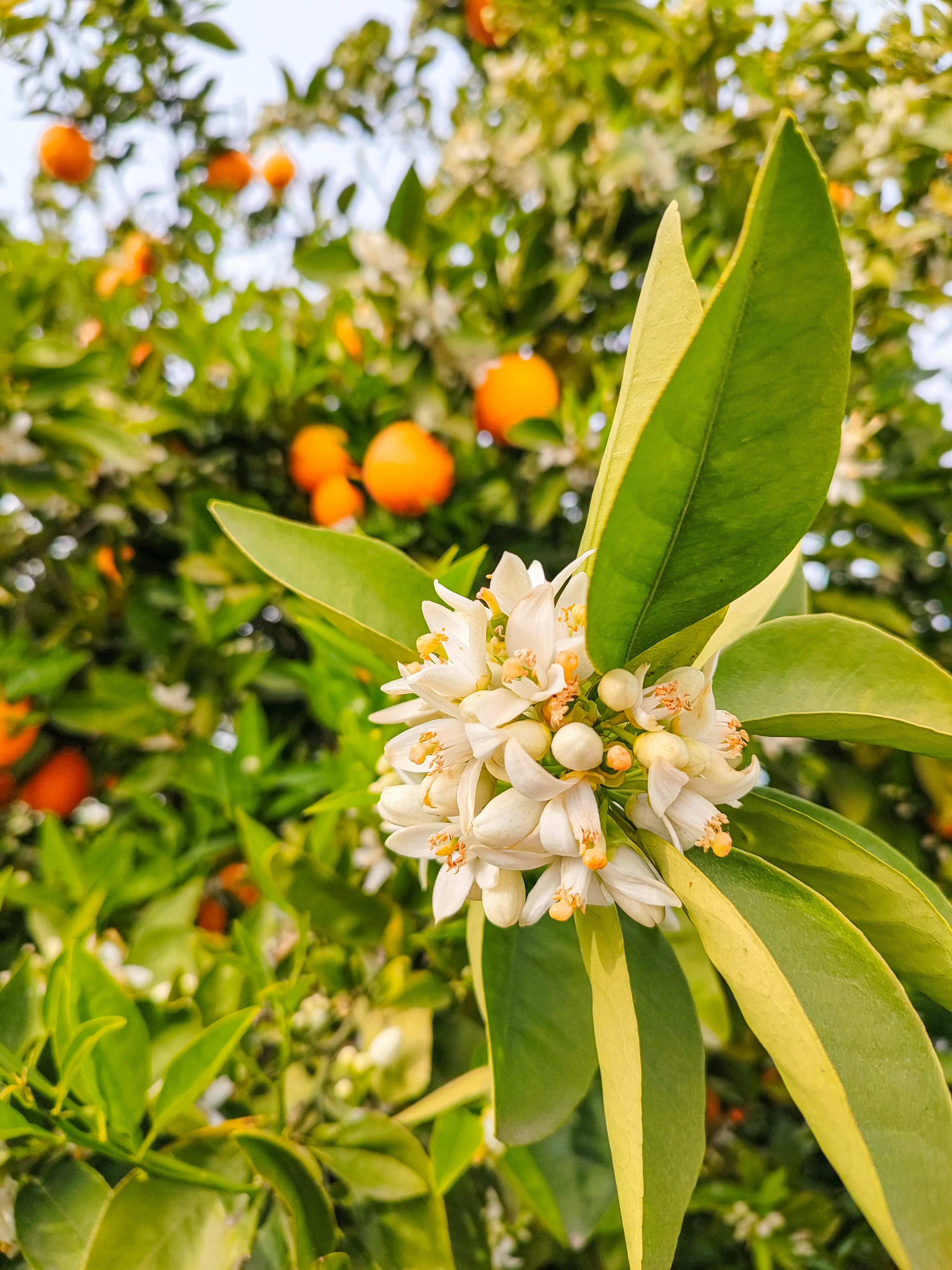 orange blossoms and oranges growing